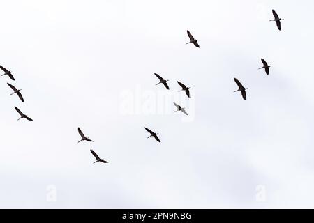 Le gru di Sandhill (Antigone canadensis) migrano attraverso Gibbon, Nebraska, USA lungo il fiume Platte sul loro volo annuale. Foto Stock