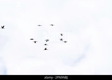 Le gru di Sandhill (Antigone canadensis) migrano attraverso Gibbon, Nebraska, USA lungo il fiume Platte sul loro volo annuale. Foto Stock