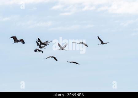 Le gru di Sandhill (Antigone canadensis) migrano attraverso Gibbon, Nebraska, USA lungo il fiume Platte sul loro volo annuale. Foto Stock