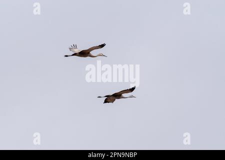 Le gru di Sandhill (Antigone canadensis) migrano attraverso Gibbon, Nebraska, USA lungo il fiume Platte sul loro volo annuale. Foto Stock