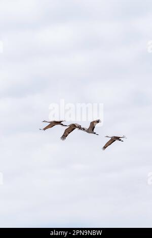 Le gru di Sandhill (Antigone canadensis) migrano attraverso Gibbon, Nebraska, USA lungo il fiume Platte sul loro volo annuale. Foto Stock