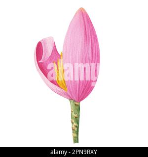 Acquerello illustrazione di foglie di banana tropicale. Clipart di una banana fiorita. Boccioli di banana e foglie isolati su sfondo bianco. Illustrazione per Foto Stock