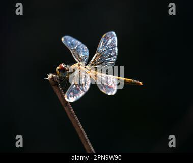 Femmina Skimmer Dragonfly Keeled - Orthetrum Coerulesce appollaiato su un ramoscello nella natura. Foto macro, retroilluminazione e messa a fuoco superficiale selettiva per effetto. Foto Stock