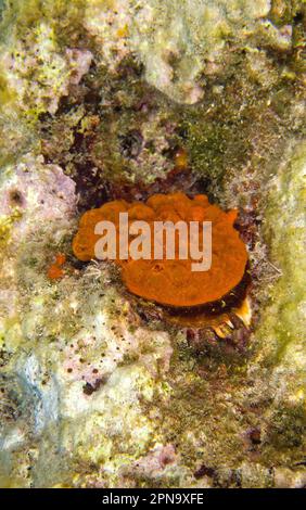 Spondilo, (Spondylus gaederopus). Alghero. Sardegna. Italia Foto Stock