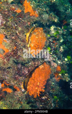 Spondilo, (Spondylus gaederopus). Alghero. Sardegna. Italia Foto Stock