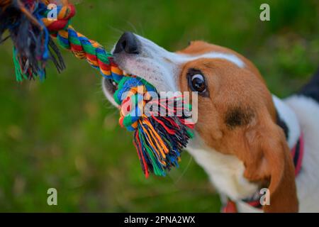 Un cane che tira una corda colorata. Beagle cane che gioca con il suo padrone. Cane e il suo padrone fuori. Cane e il suo giocattolo. Foto autentiche e dal vivo. Foto Stock