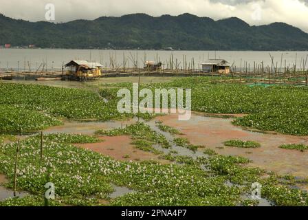 Scenario del lago Tondano dove è costruita una fattoria di pesci, in primo piano di vegetazione di giacinto d'acqua che è conosciuta come una specie di piante d'acqua dolce invasive, in Minahasa, Indonesia. L’acquacoltura ha un grande potenziale per nutrire e nutrire la crescente popolazione mondiale. Ma la crescita deve essere sostenibile, secondo l'ultimo rapporto della FAO intitolato "lo Stato della pesca e dell'acquacoltura nel mondo 2022. Verso la trasformazione del blu". Nel 2020, la produzione globale di acquicoltura ha raggiunto il record di 122,6 milioni di tonnellate, per un valore complessivo di 281,5 miliardi di dollari. L'Asia continuò a dominare l'acquacoltura mondiale. Foto Stock