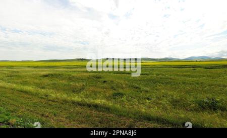 Un'ampia steppa con erba falciata e un grande campo di colza a fiori gialli ai piedi di alte colline sotto un cielo estivo luminoso. Khakassia, Siberia, Rus Foto Stock