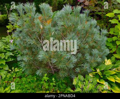 Pino nana o Pinus pumila in giardino - pianta di conifere strisciante decorativa per il disegno del paesaggio del giardino.Conifer nana sempreverde ornamentale per pa Foto Stock