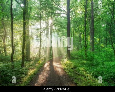 Sentiero escursionistico attraverso la foresta naturale di faggi inondata di luce, il sole splende attraverso la nebbia mattutina, Burgenlandkreis, Sassonia-Anhalt, Germania Foto Stock