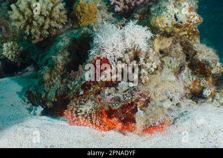 Un corpionfish (Scorpaenopsis oxicephala) che riposa nella sabbia, luogo di immersione House Reef, Mangrove Bay, El Quesir, Mar Rosso, Egitto Foto Stock