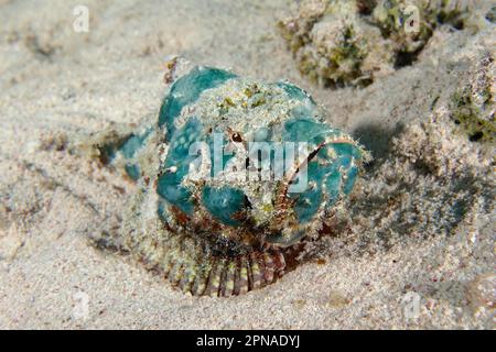 Novellame falso (Scorpaenopsis diabolus), Dive Site House Reef, Mangrove Bay, El Quesir, Mar Rosso, Egitto Foto Stock