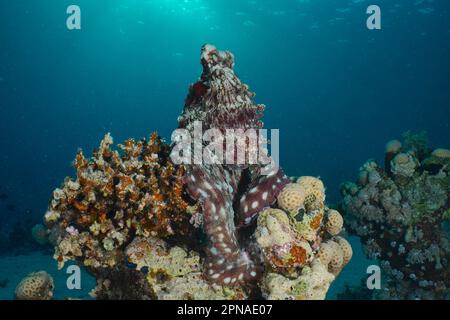 Grande polpo blu (Octopus cyaneus) nella luce della sera. Sito di immersione House Reef, Mangrove Bay, El Quesir, Mar Rosso, Egitto Foto Stock