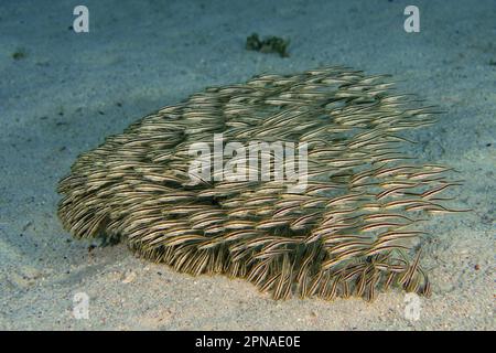 Scuola, Gruppo di pesce gatto anguilla striato (Plotosus lineatus), giovani, Dive Site House Reef, Mangrove Bay, El Quesir, Mar Rosso, Egitto Foto Stock