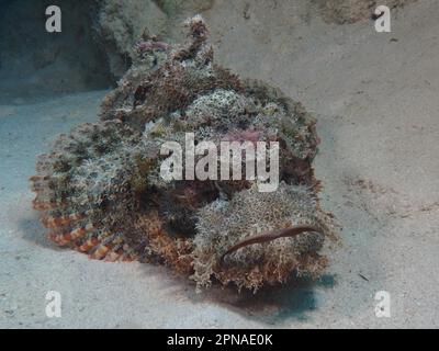 Un corpionfish (Scorpaenopsis oxicephala) che riposa nella sabbia, luogo di immersione House Reef, Mangrove Bay, El Quesir, Mar Rosso, Egitto Foto Stock