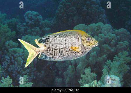 Pesci di coniglio macchiati (Siganus stellatus laqueus), pesci di coniglio, Dive Site House Reef, Mangrove Bay, El Quesir, Mar Rosso, Egitto Foto Stock