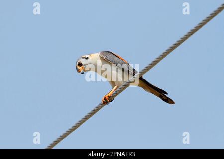 American Common Kestrel (Falco sparverius), uomo adulto, arroccato sulla linea elettrica aerea, penisola di Zapata, provincia di Matanzas, Cuba Foto Stock