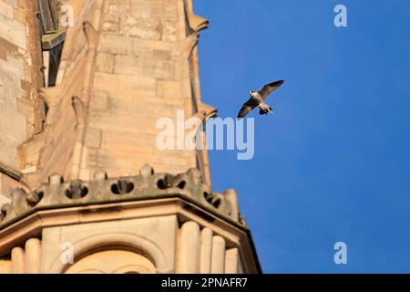 Peregrine Falcon (Falco peregrinus) adulto, in volo, con rapa di uccelli in taloni presso la cattedrale nestsite, Cattedrale di Norwich, Norwich, Norfolk, Inghilterra Foto Stock