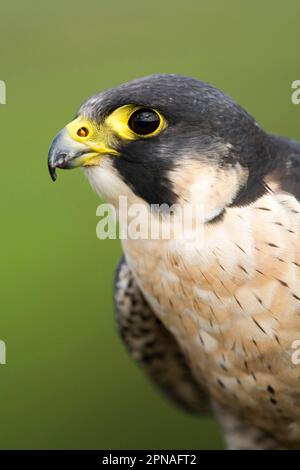 Falco pellegrino (Falco peregrinus) maschio adulto, primo piano, Inghilterra, agosto (in cattività) Foto Stock