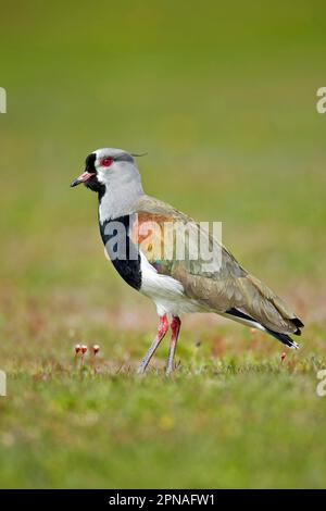 Lapwing meridionale (Vanellus chilensis) adulto, in piedi, Torres del Paine N. P. Patagonia meridionale, Cile Foto Stock