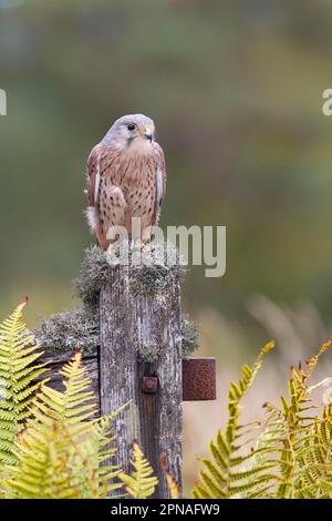 Gheppio comune (Falco tinnunculus), maschio adulto, seduto su un cancello coperto di lichene, Berwickshire, Scottish Borders, Scozia, ottobre (in Foto Stock