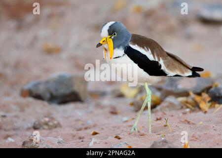 Lapwing a testa bianca (Vanellus albiceps) adulto, in piedi sulla sabbia, Chobe N. P. Botswana Foto Stock