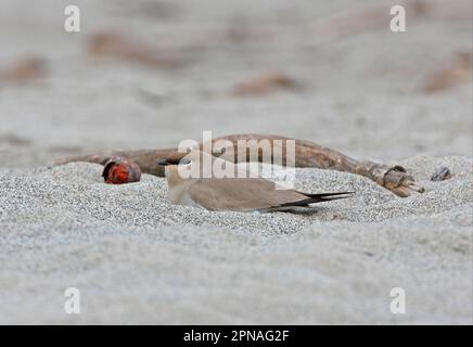 Piccolo Pratincole (Glareola lactea) adulto, riposante in cava su Sandbank, Nameri, Assam, India Foto Stock