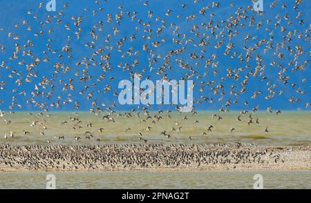 Wrybill (Anarhynchus frontalis), gregge, in fuga attraverso l'estuario, Miranda, Isola del Nord, Nuova Zelanda Foto Stock