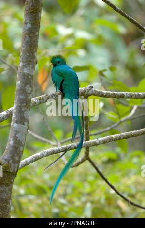 Quetzal, Quetzals, uccello degli dei, specie in pericolo, animali, uccelli, splendente Quetzal (Pharomachrus mocinno costaricensis) maschio adulto, arroccato Foto Stock