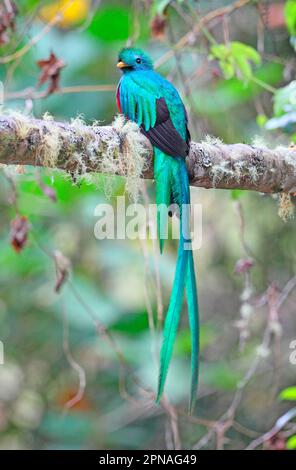 Quetzal, quetzal, uccello degli dei, uccelli degli dei, specie minacciate, animali, uccelli, splendente Quetzal (Pharomachrus mocinno) maschio adulto Foto Stock