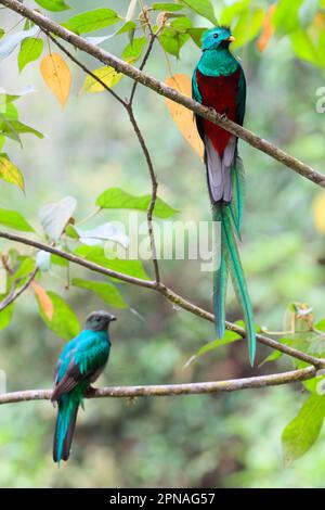 Quetzal, Quetzals, uccello degli dei, uccelli degli dei, specie minacciate, animali, uccelli, splendente Quetzal (Pharomachrus mocinno) coppia adulta Foto Stock