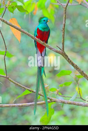 Quetzal, quetzal, uccello degli dei, uccelli degli dei, specie minacciate, animali, uccelli, splendente Quetzal (Pharomachrus mocinno) maschio adulto Foto Stock