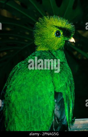 Quetzal, quetzal, uccello degli dei, uccelli degli dei, specie minacciate, animali, uccelli, Quetzal splendente (Pharanomachrus mocinno) Foto Stock