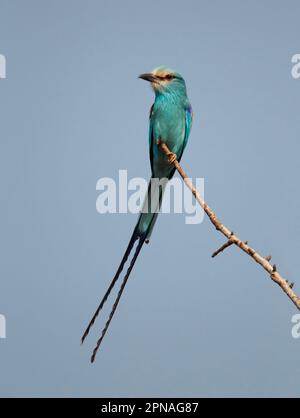 Rullo Abissiniano (Coracias abissinica) adulto, seduto su un ramo, Senegal Foto Stock