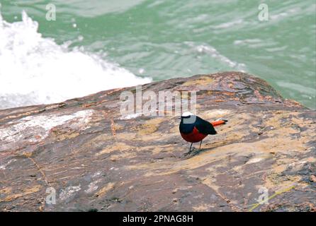 Bianco-cappotto acqua-rosso (Chaimarrornis leucocephalus) adulto, in piedi sulla roccia accanto alle rapide del fiume, Nepal Foto Stock