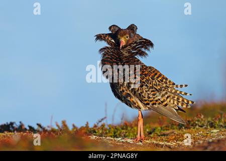 Ruff (Philomachus pugnax) uomo adulto dominante, piumaggio riproduttivo, forma 'territoriale' che si presenta a lek, Penisola di Varanger, Finnmark, Norvegia Foto Stock