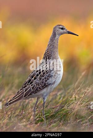 Ruff (Philomachus pugnax), Animali, Uccelli, Laders, Ruff primo maschio autunnale, in piedi in erba, Finlandia Foto Stock