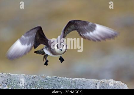 Scudi artici (Stercorarius parasiticus), skua, scudi, gabbiani, animali, Uccelli, fase pallida di Skua artica, adulti, in volo, decollo dalla roccia, Sp Foto Stock