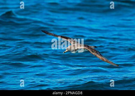 Cory's Shearwater (Calonectris diomedia borealis) adulto, in volo sul mare, Portogallo Foto Stock