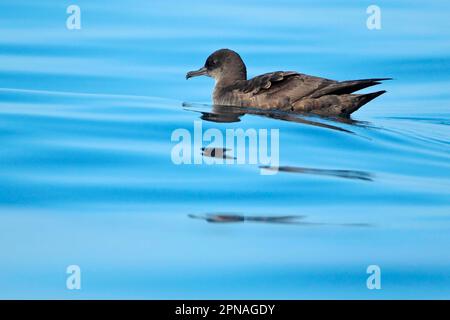 Sooty Shearwater (Puffinus griseus) adulto, nuoto in mare, Algarve, Portogallo Foto Stock