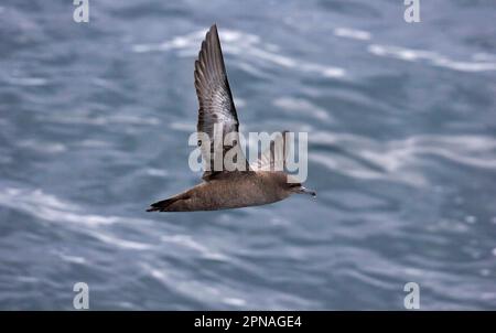 Shearwater sooty (Puffinus griseus), Shearwater scuro, tubo-naso, animali, Uccelli, Sooty Shearwater adulto, in volo sul mare, Lanzarote, Canarie Foto Stock