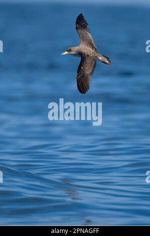 Cory's Shearwater (Calonectris diomedia borealis) adulto, in volo sul mare, Portogallo Foto Stock