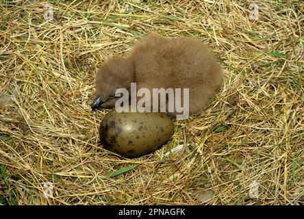 Grande Skua, grandi skuas (Stercorarius skua) Skua, Skuas, gabbiani, animali, Uccelli, Ottimo pulcino di Skua e uovo nel nido Foto Stock