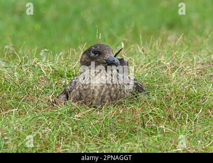 Grande Skua, grandi skuas (Stercorarius skua) Skua, Skuas, gabbiani, animali, Uccelli, Grande Skua adulto, seduta sul nido, uova incubanti, Shetland Islands Foto Stock