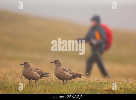 Grande Skua (Stercorarius skua) coppia adulta, in piedi su brughiera nebbiosa con camminatore, Isole Shetland, Scozia, Regno Unito Foto Stock