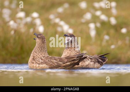 Great Skua (Stercorarius skua) Coppia di adulti, chiamata, in basso brughiera piscina, Shetland Islands, Scozia, Regno Unito Foto Stock