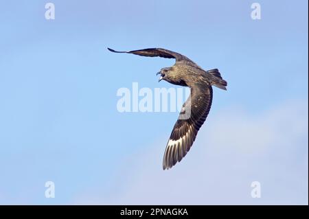 Grande Skua, grandi skuas (Stercorarius skua) Skua, Skuas, gabbiani, animali, Uccelli, Grande Skua adulto, chiamata in volo, Hermaness N. R. Unst Foto Stock