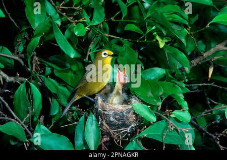 Zosterops poliogastrus, Heuglin's-eye bird, Heuglin's-eye birds, animali, Uccelli, Montane occhio bianco (Zosterops poliogasta) primo piano, a. Foto Stock