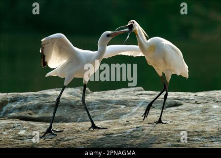 Spatola eurasiatica (Platalea leucorodia), adulto, alimentazione giovane, Mysore, Karnataka, India Foto Stock