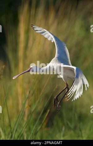 Spatola a fatturazione stretta, spatola a piedi rosa (Platalea alba), spatola a piedi rosa, animali, spatola per uccelli, adulto, in volo, landi Foto Stock